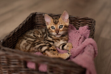 Fototapeta na wymiar A cute Bengal cat sits in a wicker brown basket and looks at the camera with huge eyes. pets