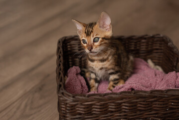 Fototapeta na wymiar A cute Bengal cat sits in a wicker brown basket and looks at the camera with huge eyes. Pets