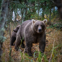 Obraz na płótnie Canvas Grizzly bear, Brooks Camp, Katmai National Park, Alaska