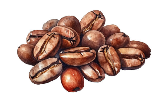 Illustration watercolor of coffee beans.
