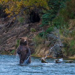 Grizzly bear, Brooks Camp, Katmai National Park, Alaska


