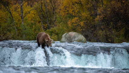 Grizzly bear, Brooks Camp, Katmai National Park, Alaska

