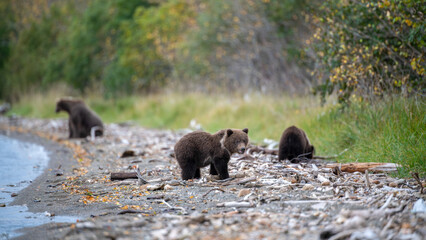 Grizzly bear, Brooks Camp, Katmai National Park, Alaska

