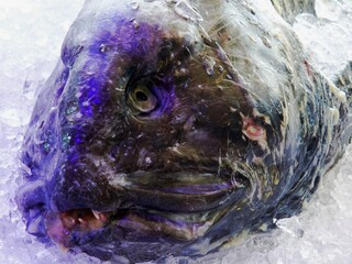 Nahaufnahme Steinbeisserfisch