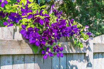 Large-flowered Clematis hybrids