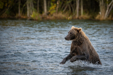 Obraz premium Grizzly bear, Brooks Camp, Katmai National Park, Alaska