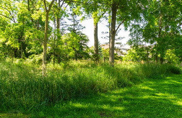 Unmowed high green grass in front of the entrance to the park