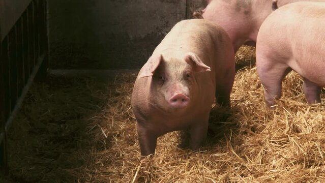 Adorable pigs in good animal welfare farm