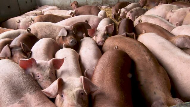 Adorable pigs in good animal welfare farm