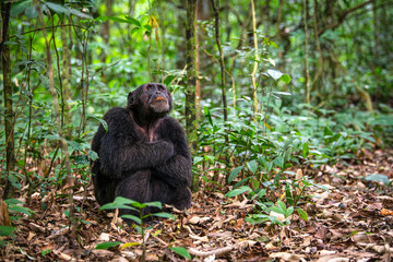 Obraz premium Chimpanzee, Kibale National Park, Uganda 