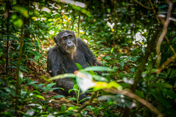 Chimpanzee, Kibale National Park, Uganda 