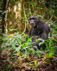 Chimpanzee, Kibale National Park, Uganda 
