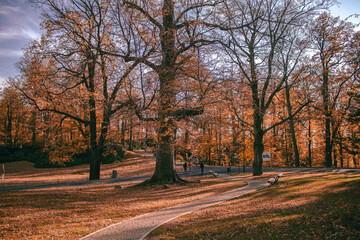 autumn in the park