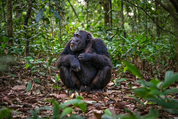 Chimpanzee, Kibale National Park, Uganda 