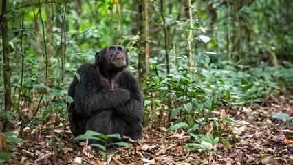 Chimpanzee, Kibale National Park, Uganda 
