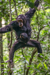 Chimpanzee, Kibale National Park, Uganda 