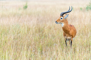 Queen Elisabeth National Park, Uganda