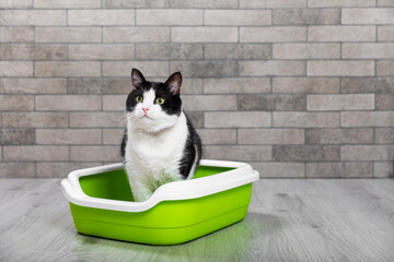 The cat is sitting in a litter box on the floor in a room with gray brick walls. Toilet for pets....
