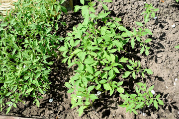 tomato seedlings in a greenhouse, top view, close-up