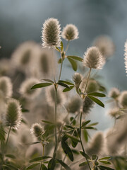 Nahaufnahme von blühenden Hasenklee (Trifolium arvense) im Gegenlicht.