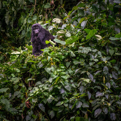 Gorilla, Bwindi Impenetrable forest national park, Uganda
