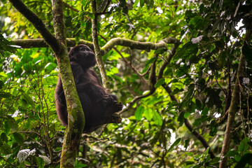 Gorilla, Bwindi Impenetrable forest national park, Uganda
