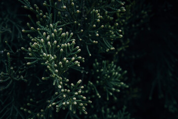 Fototapeta na wymiar A close up of Mediterranean Cypress branches