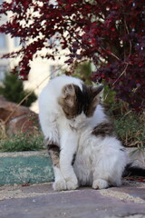cat in the garden
