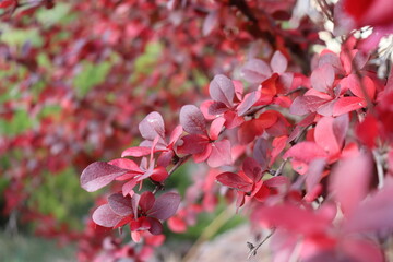 Bitkiler, Çiçekler ve Doğa