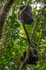 Gorilla, Bwindi Impenetrable forest national park, Uganda
