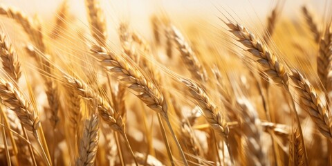 Fototapeta premium Close up of wheat ears, field of wheat in a summer day. Background of ripening ears of wheat field. Rich harvest Concept, generative ai