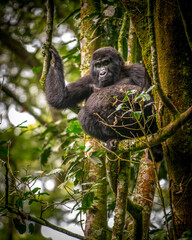 Gorilla, Bwindi Impenetrable forest national park, Uganda
