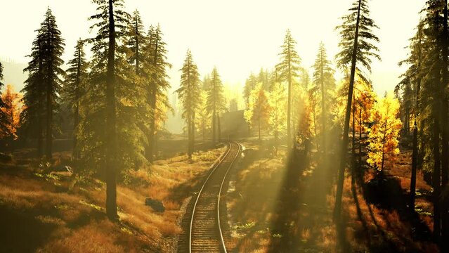 Deteriorating railway snaking through a dense pine forest at sunset