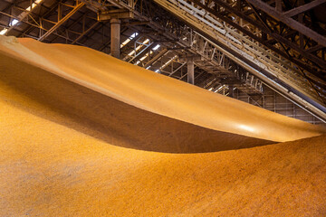 View inside a large corn and grain storage warehouse.