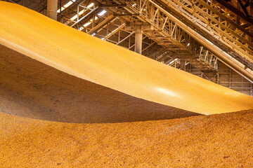 View inside a large corn and grain storage warehouse.