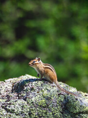 Funny chipmunk on a rock raised its paw against the background of juicy forest greenery. Wildlife picture, vertical view.