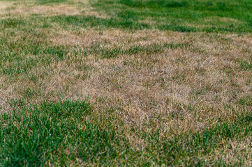 Patchy grass, lawn in bad condition and need maintenance. - 627041965