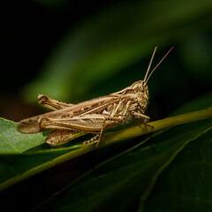 Saltamontes, Chorthippus brunneus