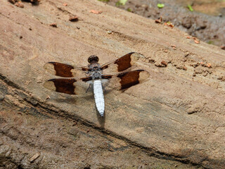 Common whitetail skimmer dragonfly