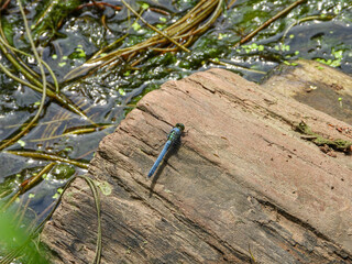 Eastern Pondhawk Skimmer Dragonfly