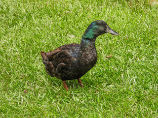 Cayuga Duck