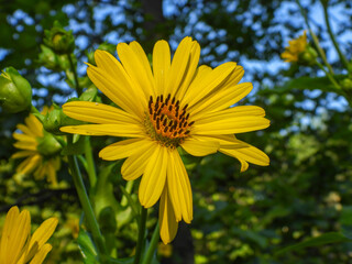 Cup Plant Rosinweed
