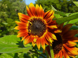 Common Sunflower Plant with Sunflower Bee