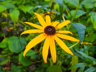 Orange coneflower plant bloom