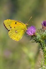 Pieridae / Sarı Azamet / Clouded Yellow / Colias crocea