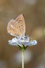 Lycaenidae / Anormal Çokgözlü / Anomalous Blue / Polyommatus admetus