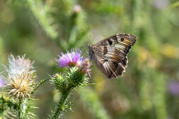 Satyridae / Cadı / Hermit / Chazara briseis