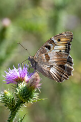 Satyridae / Cadı / Hermit / Chazara briseis