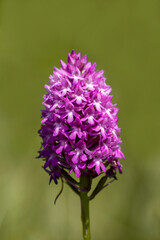 Obraz premium Light pink wild Pyramidal Orchid - Anacamptis pyramidalis