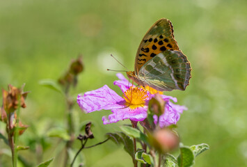 Fighter Butterfly (Argynnis paphia) on a flower